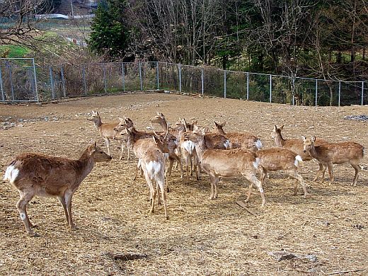 鹿公園(2009.04.12 08:27)